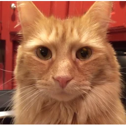 Moopertonic mascot